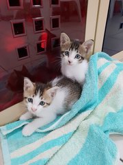 Sibling Kittens - Calico Cat