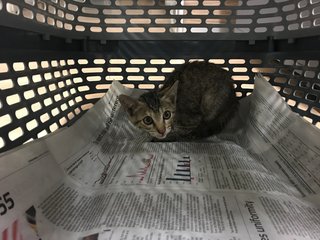 Tiger - Domestic Short Hair + Tiger Cat