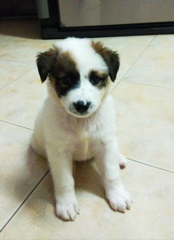 Happy - Mixed Breed Dog