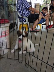 Happy - Mixed Breed Dog