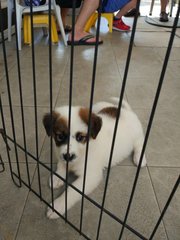 Happy - Mixed Breed Dog