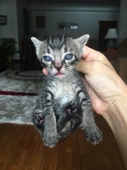 Lady Sif at 3 weeks old.