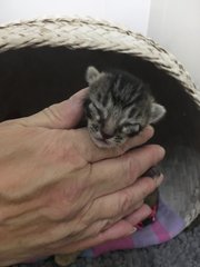 Lady Sif at 1 week old.