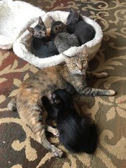 The whole family when at 8 weeks old.