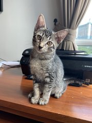 Lady Sif (Now Stormi) - Domestic Short Hair Cat