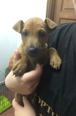 Sia - Patterdale Terrier (Fell Terrier) Mix Dog