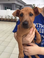 Sia - Patterdale Terrier (Fell Terrier) Mix Dog