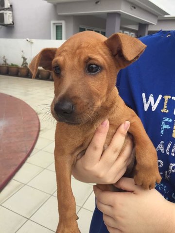 Sia - Patterdale Terrier (Fell Terrier) Mix Dog