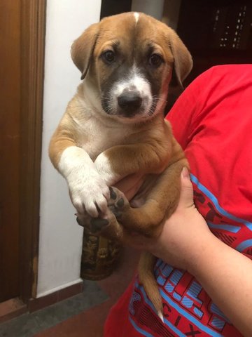 Labyrinth - Labrador Retriever Mix Dog