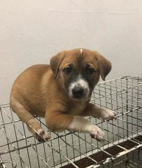 Labyrinth - Labrador Retriever Mix Dog