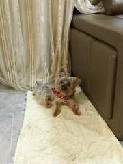 Hazel (Bandar Kinrara 4) - Silky Terrier Dog