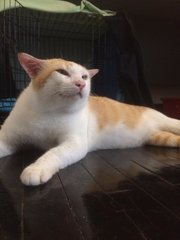 Butter - Domestic Short Hair Cat