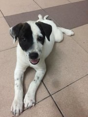 Akiro - English Pointer Mix Dog