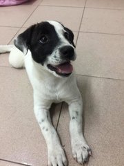 Akiro - English Pointer Mix Dog