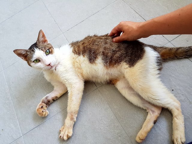 Pancake - Domestic Short Hair + Tabby Cat