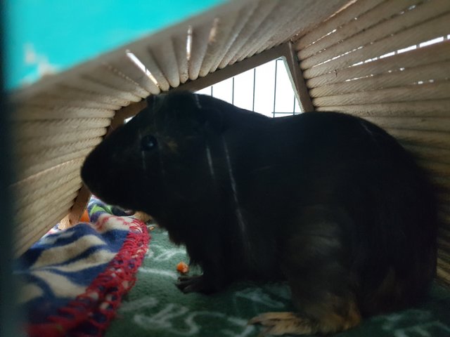 Hitam And Comel - Guinea Pig Small & Furry