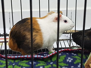 Hitam And Comel - Guinea Pig Small & Furry