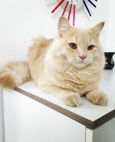 Kempuf - Persian + Domestic Long Hair Cat