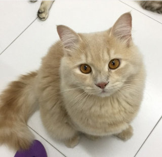 Kempuf - Persian + Domestic Long Hair Cat