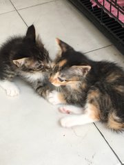 Kittens - Domestic Medium Hair Cat