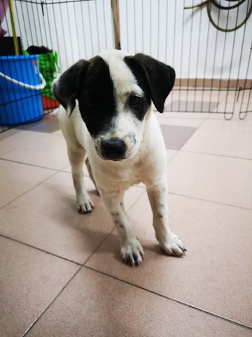 Oreo - Mixed Breed Dog