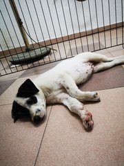 Oreo - Mixed Breed Dog