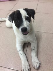 Oreo - Mixed Breed Dog