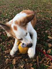 Smite - German Shepherd Dog + Corgi Dog