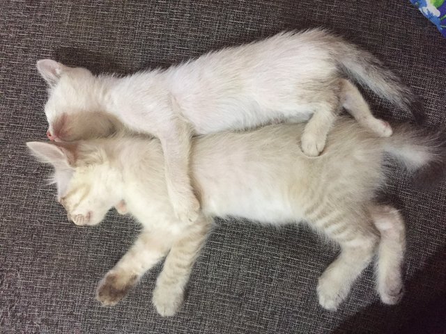 Tyker &amp; Rosie (2 Singapura Kittens) - Singapura + Domestic Medium Hair Cat