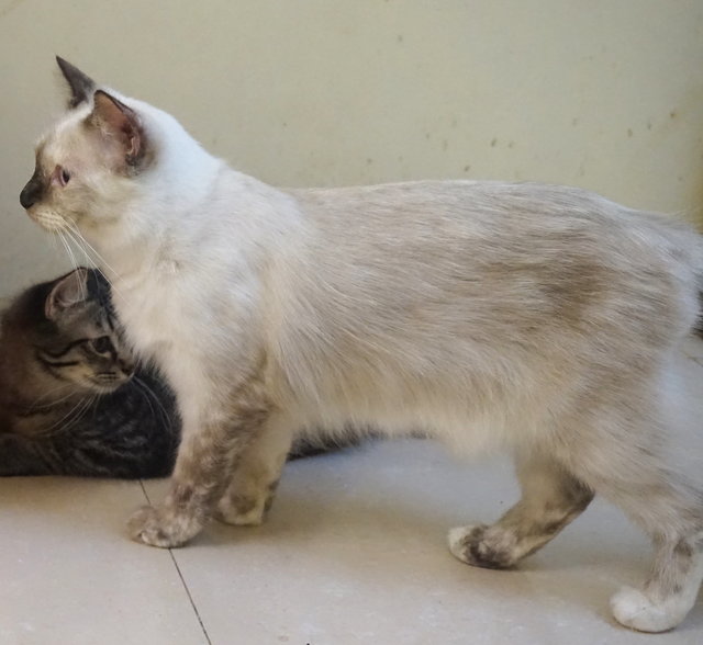 Along - Domestic Long Hair Cat