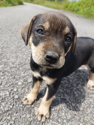 Rosemary  - Mixed Breed Dog