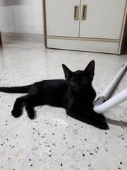 Little Black 🌚 Tarzan - Domestic Short Hair Cat