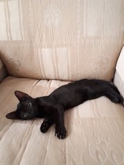 Little Black 🌚 Tarzan - Domestic Short Hair Cat