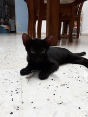 Little Black 🌚 Tarzan - Domestic Short Hair Cat