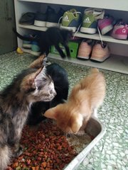 4 Cute Kittens - Domestic Short Hair Cat