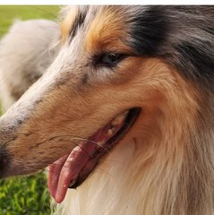 Rough Collie Melon - Collie Dog