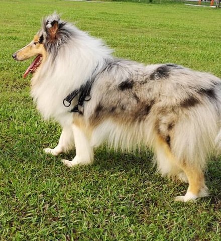 Rough Collie Melon - Collie Dog