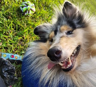 Rough Collie Melon - Collie Dog