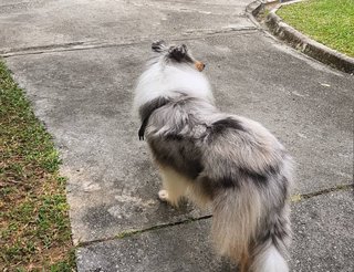 Rough Collie Melon - Collie Dog