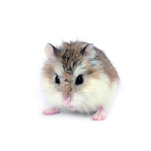 Robski - Roborovsky's Hamster Hamster