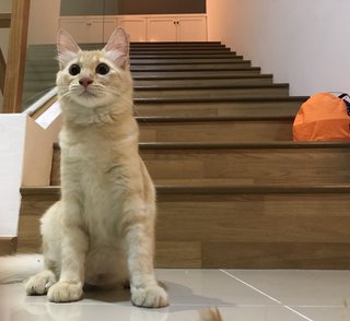 Jaeyonge - Domestic Medium Hair Cat