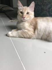 Jaeyonge - Domestic Medium Hair Cat