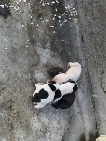 Milk Cow , Milk , Chocolate - Mixed Breed Dog