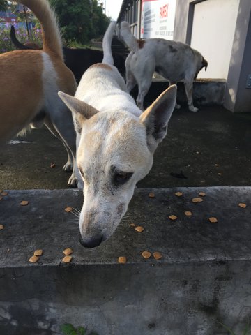 Samseng - Mixed Breed Dog