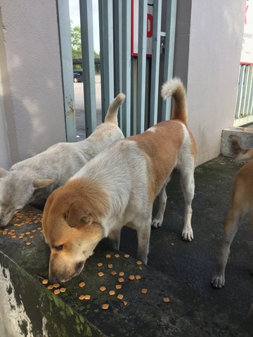 Ngek Ngek - Mixed Breed Dog