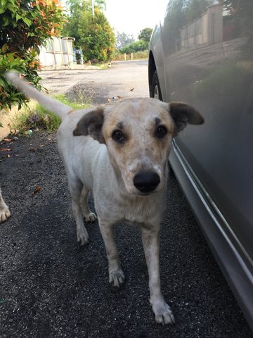 Samseng Boss - Mixed Breed Dog