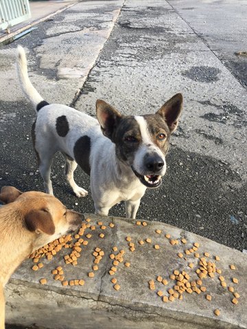 Ah Boy - Mixed Breed Dog