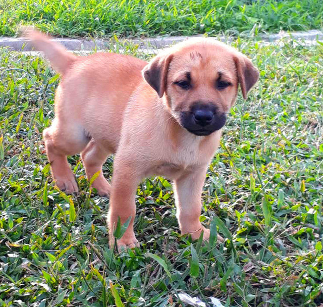 Bell - Mixed Breed Dog