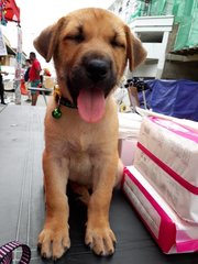 Bell - Mixed Breed Dog