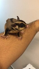 Brad &amp; Brooke - Sugar Glider Small & Furry